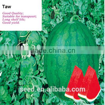 TAW Chinese Round Seedless Dark Green Skin Watermelon