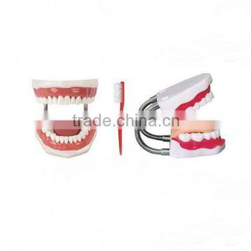 Medical Dental nursing Care Model(5 times)BX-HY