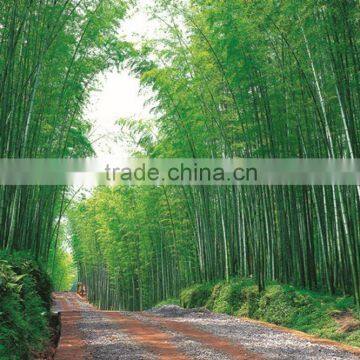 Country Side Path Wall Paper With Bamboo. Tree photo-2