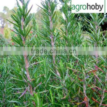 100% Natural Dried Rosemary Leaf photo-6