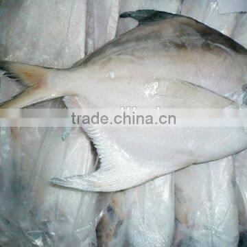 frozen sliver/white pomfret fish in fresh seafood