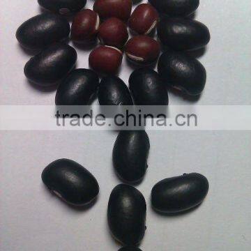 Black Kidney Bean ( 2010 crop, Heilongjiang Origin,HP)