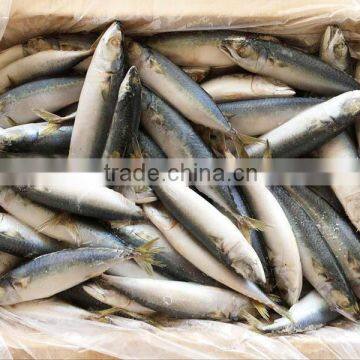 Frozen Mackerel Fish 50-60 Frozen Seafood Exporters