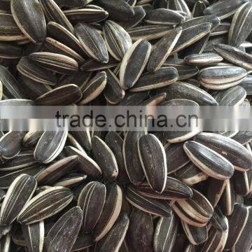 Black Sunflower Seeds 5009 photo-3