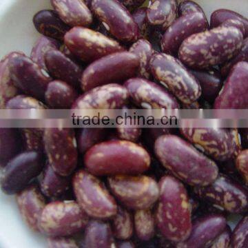 PURPLE SPECKLED KIDNEY BEANS