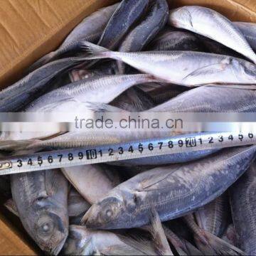 Frozen horse mackerel