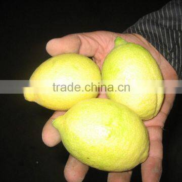 SUPPLY FRESH LIME / FRESH LEMON WITH HIGH QUALITY. photo-2
