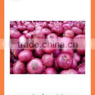 Fresh new crop red onion PRODUCTS from China