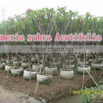 for Outdoor Landscaping Ornamental Bonsai Plants