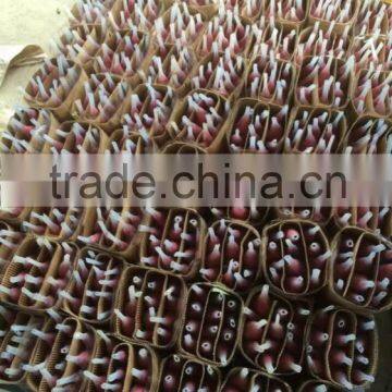 Natural Rose Flower photo-5