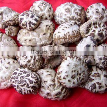 2015 Chines new crop shiitake mushroom ,Top nutrition White flower mushroom