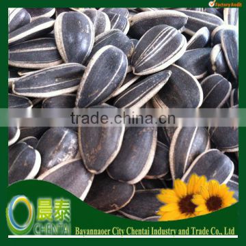 Big size Inner Mongolia sunflower seed 909 in stock 22/64 24/64