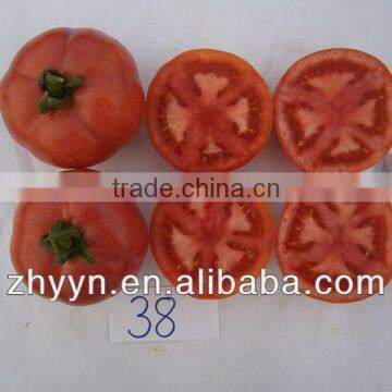 ZhongYan 998 Pink Large Fruit Tomato Seeds photo-2