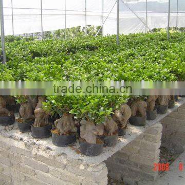 Ficus Microcarpa