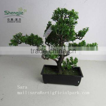 Indoor bonsai,potted evergreen foliage, decorative landscape