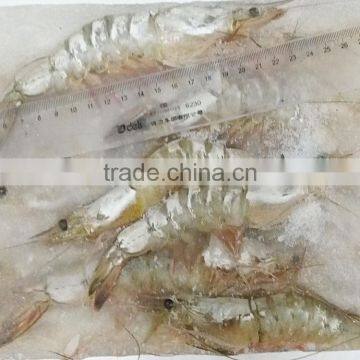 BQF Whole Round Vannamei White Shrimp