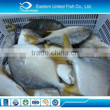 chinese sea new arrival golden pomfret fish low price