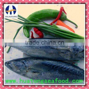 frozen bonito 300-500g