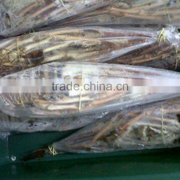 Spiny Lobster photo-2