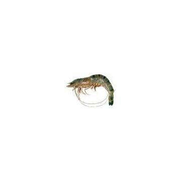 Bangladesh Black Tiger Shrimp