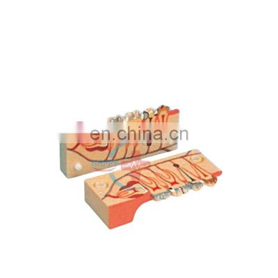 HC-S403 good quality dental tooth model Dental models human enlarged dental decomposition tissues teaching model