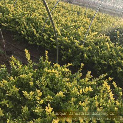 the Ligustrum Japonicum 'howardii' Balls With a Crown Width of 1 Meter Are Inexpensive and Have a High Survival Rate. photo-3