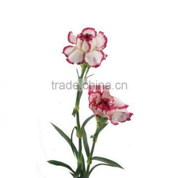 Cheap Olympic carnation cuttings