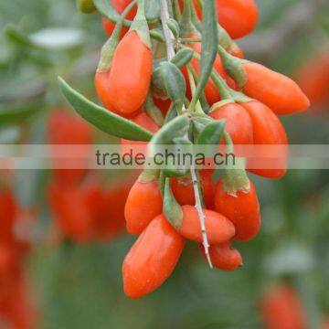 NINGXIA WOLF BERRY photo-2