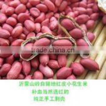 Huaxiaobao Peanut Variety Domination: Zhongkaihua 1 photo-2