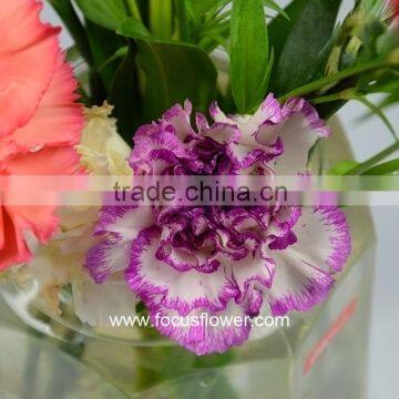Building Decoration Natural Carnation Flowers For Wholesale Purple High Quality Carnation photo-6
