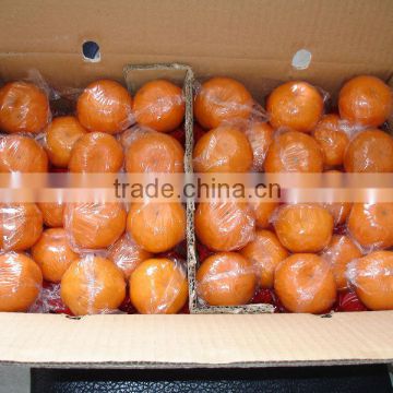 Fresh Mandarin orange With Good Quality and Wholesales Price