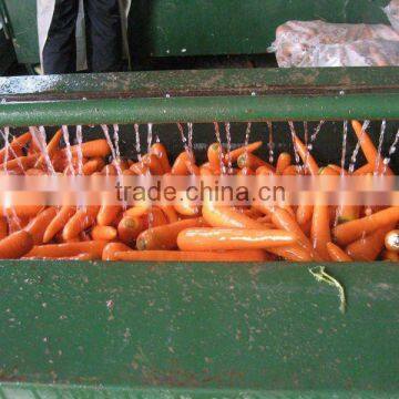 china market carrot/fresh carrot