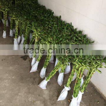 Bent shape Dracaena sanderiana Sander