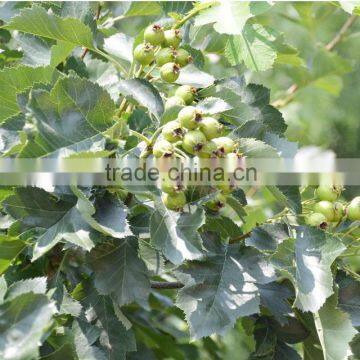 Hawthorn tree seedling