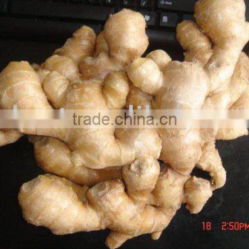 All Year Round Fresh Ginger photo-6