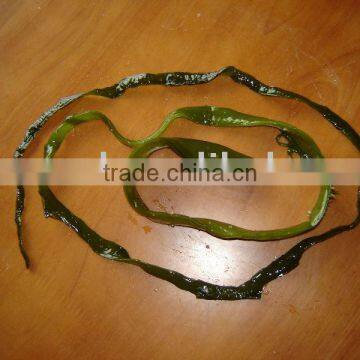 stem of WAKAME