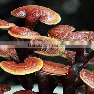 Top Quality Reishi Mushroom Extract Powder