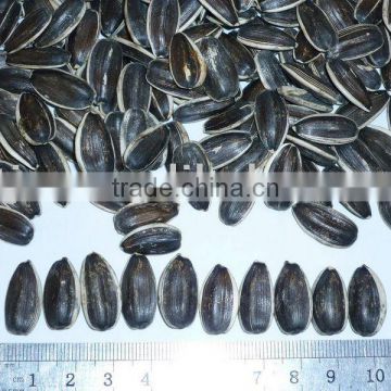 sell good quality Sunflower Seeds5009,5135,20/64,22/64,24/64