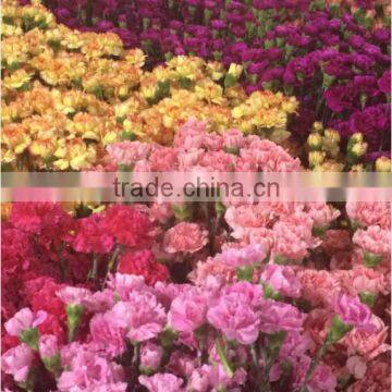 Carnation flower fresh cut carnation