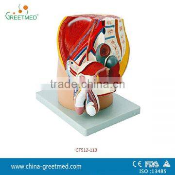 plastic male female pelvis anatomical model