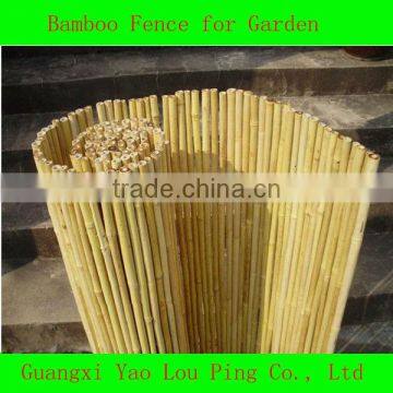 Bamboo Gazebo/Strip/Shoot