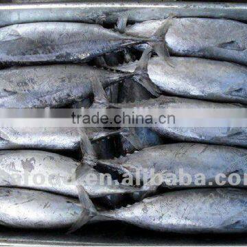 China Cheap Frozen Bonito Fish