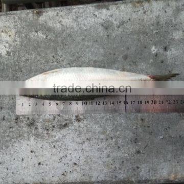 Low Price Canned Fish Sardine Frozen Sardine for Canning Good-quality photo-2
