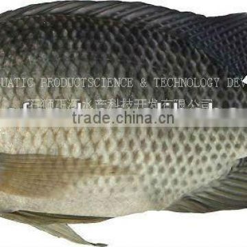 Frozen tilapia fish BQF/IQF