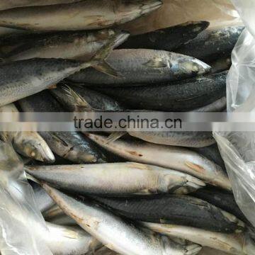 Fresh Frozen Pacific Mackerel With Mackerel Fish Factory photo-2