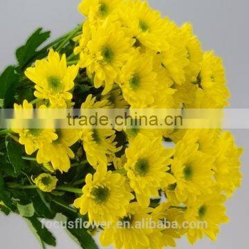 New Arrival Yellow Chrysanthemum Flower For Room Decoration