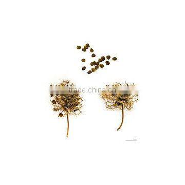 MIMOSA PUDICA photo-2