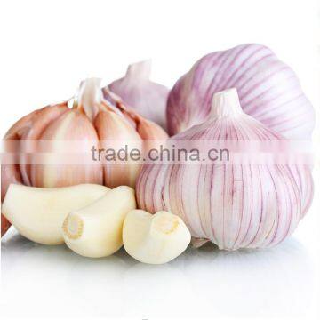 Wholesale Chinese Purple and White Garlic photo-4