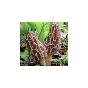 Toadstool topgrade mushroom morel