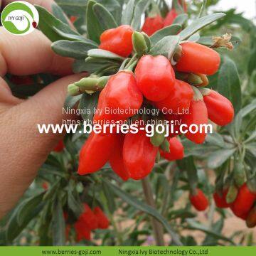 Factory Hot Sale Dried Himalayan Goji photo-2